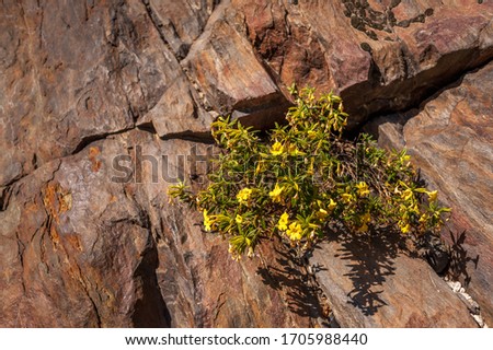 flowers growing on a rock in Sequoia National Forest, CA