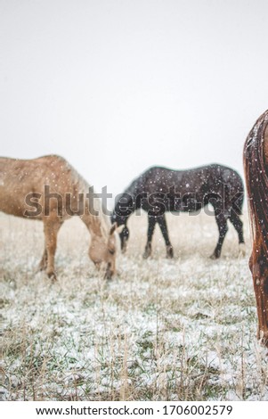 horses during a montana snow fall