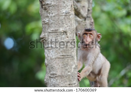 close up a shocked monkey on a tree Royalty-Free Stock Photo #170600369