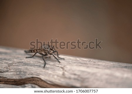 The macrophoto of a black flying insect on a light wooden surface with a small depth of sharpness