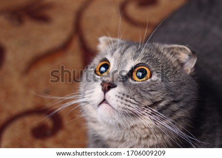 A beautiful cat of a fashionable breed Scottish fold asks to eat Royalty-Free Stock Photo #1706009209
