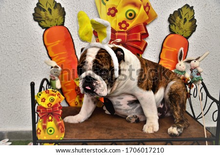 An English bulldog dressed as a rabbit getting ready for the Easter photo