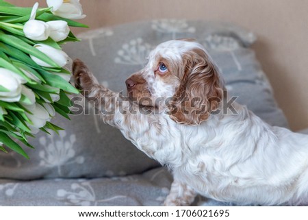Cocker Spaniel Puppy on a couch wants to touch flowers. Funny puppy wants to play with flowers