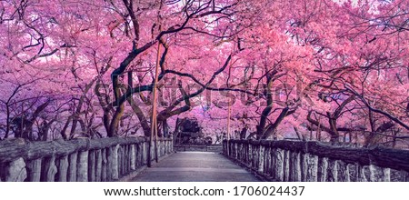 Beautiful pink cherry trees blooming extravagantly at the end of a wooden bridge in Park, Japan, Spring scenery of Japanese countryside with amazing sakura (cherry) blossoms Royalty-Free Stock Photo #1706024437
