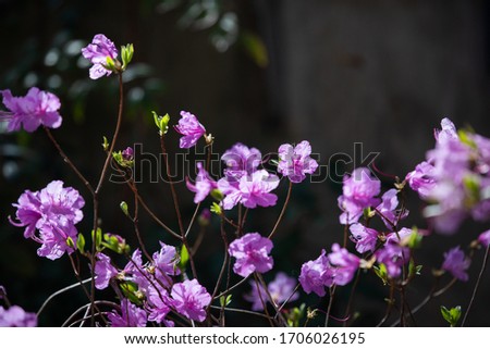 Various spring flowers, cherry blossoms, magnolia, and azaleas that can be seen outdoors.