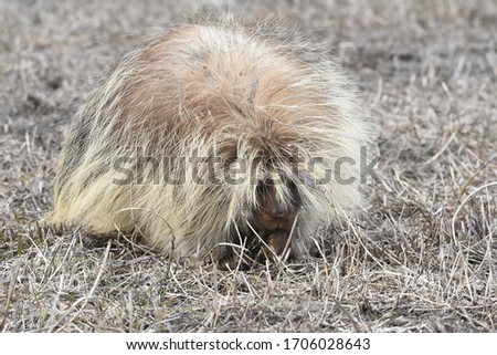 Old porcupine eating some grass in early Spring.