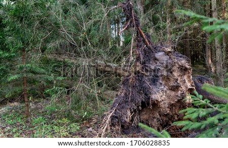 Fallen trees after a strong hurricane
