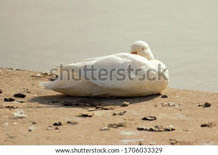 A feral Call Duck (Anas platyrhynchos domesticus) sleeping at the side of a lake.
