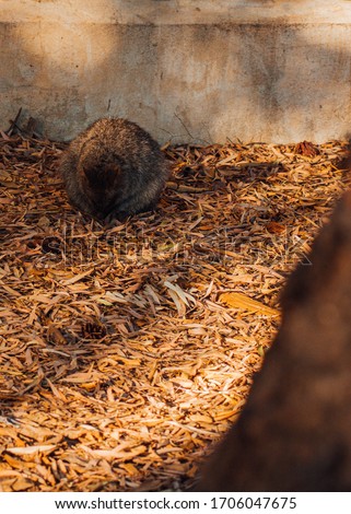 Cute little Quokka sleeping in a pile of leaves, hiding its face in its fur. This nice creature looks like a tiny kangaroo and is only found on Rottnest Island, Western Australia