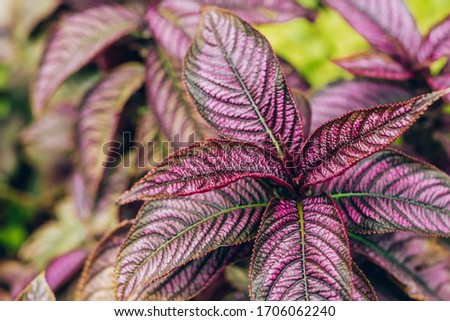Creative and moody colored purple and green foliage natural floral leaf texture background.
