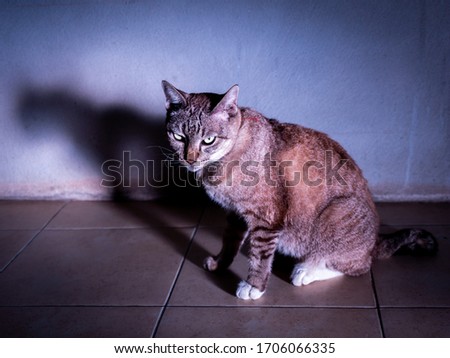 The Cat Sat Calmly with The Shadow of It on The Tile Floor in The Room