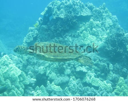 Turtle swimming through the reefs