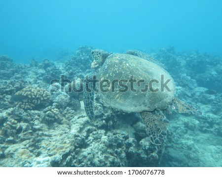 Sea turtle swimming through the Hawaiian reefs