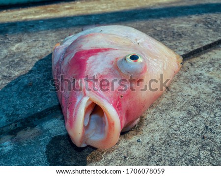 Eye pop up fish. Bacterial diseases(Streptococcosis) in Red tilapia fish