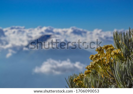 A beautiful photo of edelweiss at the top of a cleft mountain, Wonosobo, Central Java