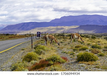 wild Guanacos at roadside in Torres del Paine Patagonia