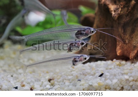 The cute glass catfish (Phantom,Ghost Catfish) in freshwater aquarium. Kryptopterus Bicirrhis  have opaque, transparent or translucent bodies, Native to rivers in Thailand.  Royalty-Free Stock Photo #1706097715