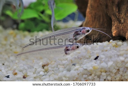 The cute glass catfish (Phantom,Ghost Catfish) in freshwater aquarium. Kryptopterus Bicirrhis  have opaque, transparent or translucent bodies, Native to rivers in Thailand.  Royalty-Free Stock Photo #1706097733
