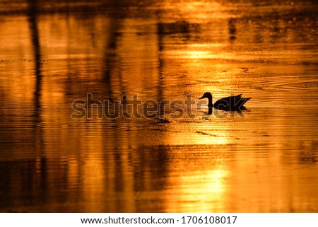 Duck sailing over the golden surface