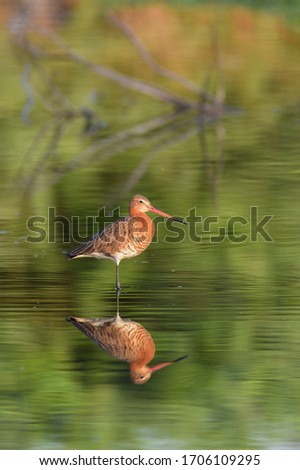 Black Tailed Godwit with reflection