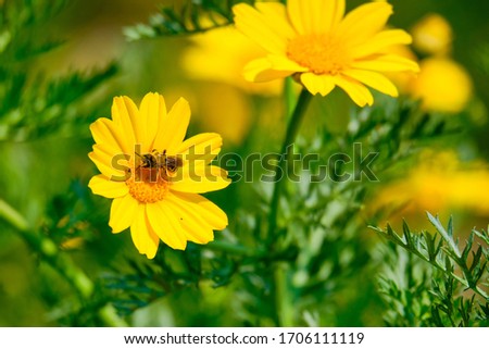 an insect on a yellow corn marigold flower with blurred background