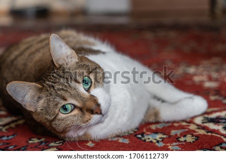 Beautiful adult young white and red cat lies on the red carpet background