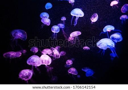 Beautiful light reflection on jellyfish in the aquarium Royalty-Free Stock Photo #1706142154