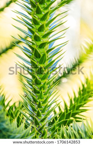 Aloe Vera isolate on bokeh background. Macro detailed image tree leaf.