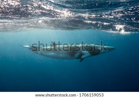 Dwarf Minke whales, a small whale seen while snorkeling and diving on the Great Barrier Reef Royalty-Free Stock Photo #1706159053