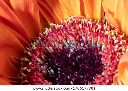 close up of a red and orange coloured gerbera flower, a plant in the daisy family (latin Asteraceae) with a clear view on the taxonomy of the flower like the stigma, style, stamens, filament and tepal