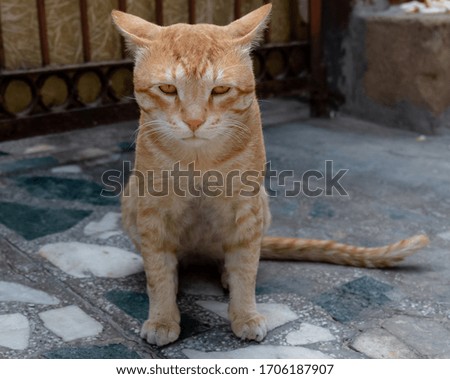 Portrait of cute Indian Cat
