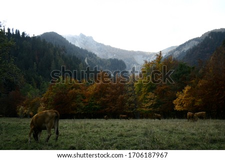 Summer landscape parorama with horses and mountain in the background