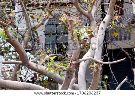 Ficus religiosa tree, leaves fall in summer season with sunlight, selective focus with blur background
