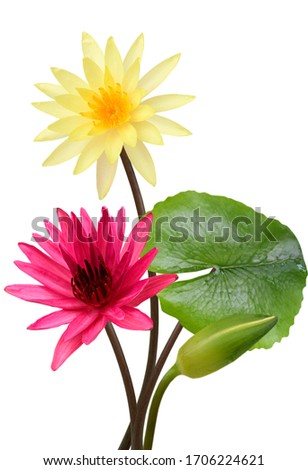 beautiful Water lily flowers isolated on white background
