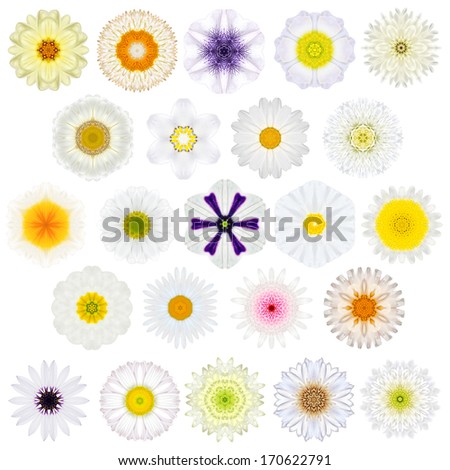 Huge Selection of Various Colorful  Kaleidoscopic Mandala Flowers Isolated on White. Big Collection of flowers in Concentric shape pattern. Rose Flowers in White, Yellow, Pink and Purple colors.