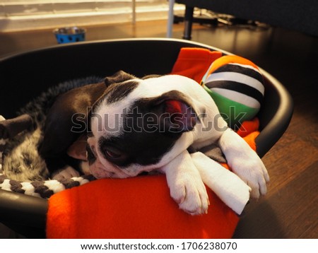 Cute little boston terrier puppy with a black and white fur sleeping with his toy