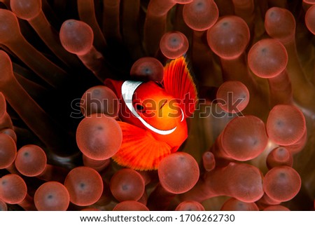 Red clown fish hided in red anemones. 