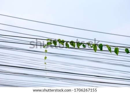 Vine on electricity wire with blurrd wire background.