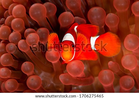 Red clown fish swimming in red anemone Royalty-Free Stock Photo #1706275465