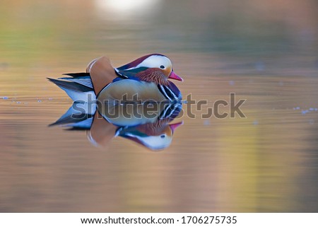 A adult male mandarin duck (Aix galericulata) swimming and foraging in a city pond in the capital city of Berlin Germany.