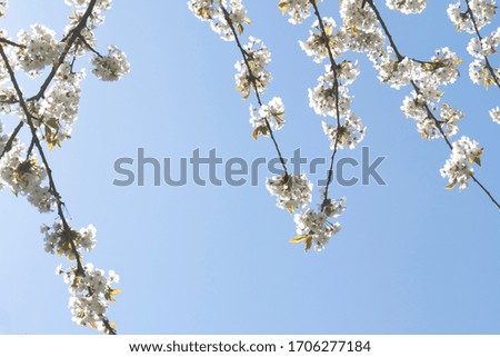 hello spring concept pattern of cherry blossom tree with blue sky as background with copy space
