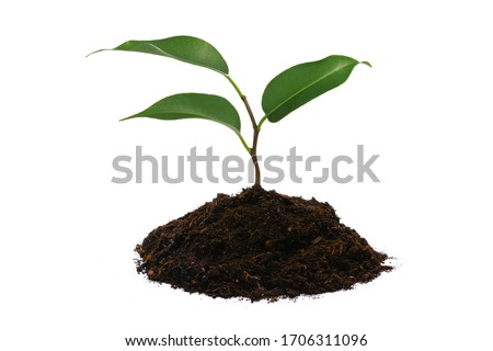 New life concept - young green plant with heap of brown soil isolated on a white background in close-up