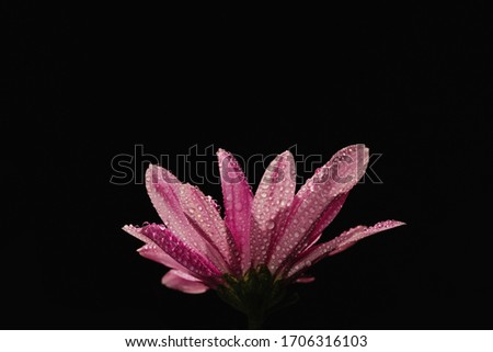Pink flower with drops after rain from a low point photographed in the sun.Drops of dew glisten in the rays on the petals shining from the light on a black background