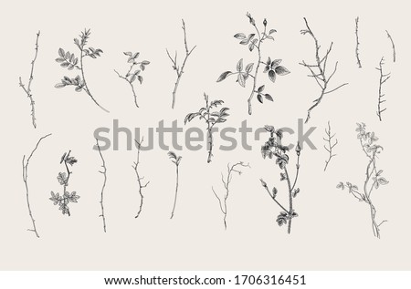 Wild roses. Floral elements. Botanical vector illustration. Twigs, sticks. Black and white Royalty-Free Stock Photo #1706316451