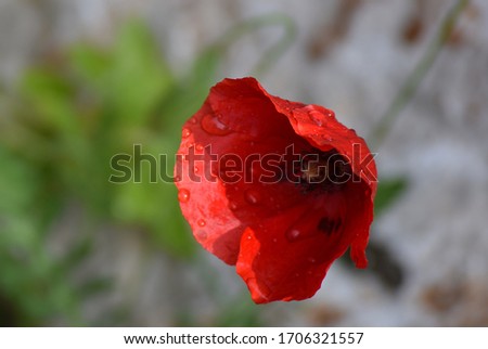 Red poppy on a natural background.Red poppy on a grass background.