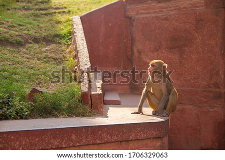 Macaque monkey portrait on red marble background