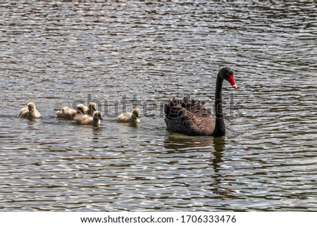 Swan family swiming  at Mclaren falls in New Zealand