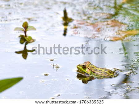  Single Marsh Frog, Rana ridibunda floating in a Spanish pond in spring.  Alert and ready to escape Royalty-Free Stock Photo #1706335525