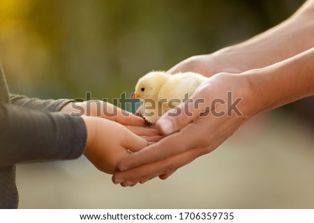 father's hand lead his child son in summer nature outdoor, giving small chicken from hands to hands.trust family concept.sunset Royalty-Free Stock Photo #1706359735