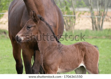 Close-up of a little just born brown horse standing next to the mother, during the day with a countryside landscape.